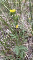 Straight-beak buttercup_Ranunculus orthorhynchus.jpg